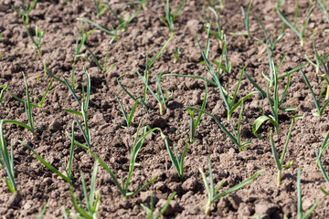 Young green shoots of garlic. Green feathers of garlic in the garden