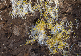 texture of white grass roots and tender sprout with green leaves