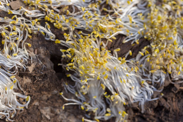 texture of white grass roots and tender sprout with green leaves