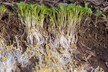 texture of white grass roots and tender sprout with green leaves