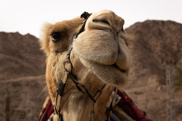 Camel look to camera in Israel