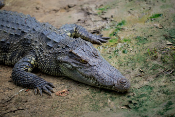 crocodile in the zoo