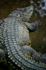 crocodile in the zoo