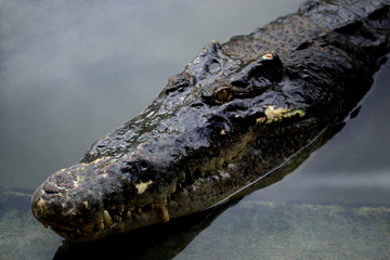 crocodile in the zoo