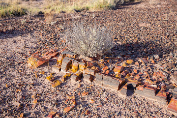 Petrified Forest National Park in Arizona, USA