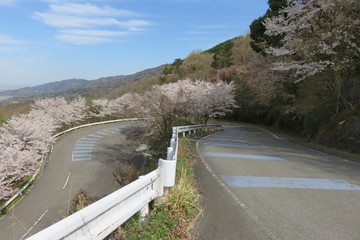 桜の咲く坂道の風景