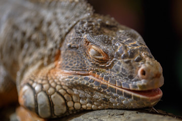 Big iguana on tree branch