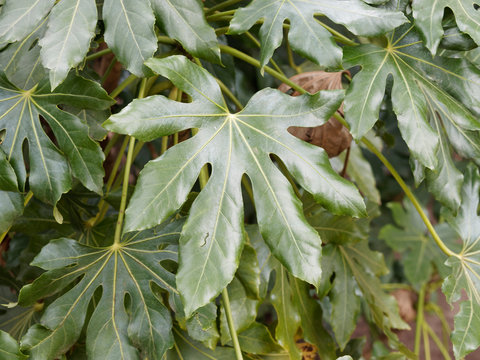Fatsia japonica - Fatsia du Japon ou aralia un arbuste ornemental aux grandes feuilles palm&eacute;es et lob&eacute;es