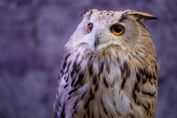Head of owl with big eye