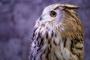 Head of owl with big eye