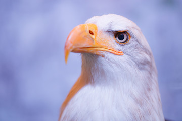 Head of eagle with big eye