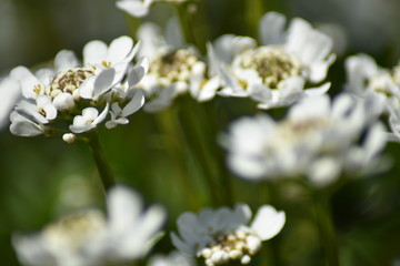 Immergrüne Schleifenblume (Iberis sempervirens)