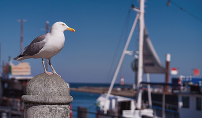 Möwe am Hafen