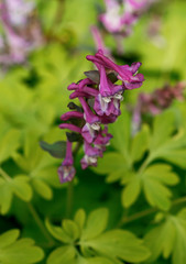 Corydalis flower in nature