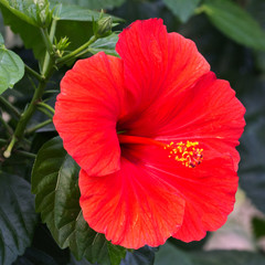 Hibiskus © meyerfranzgisela