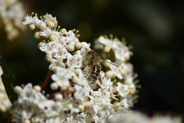 Lorbeerbl&auml;ttriger Schneeball - Bl&uuml;ten und Knospen
