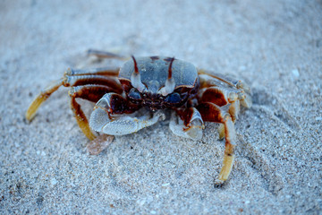 Horn-eyed ghost crab