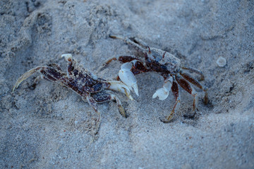 Horn-eyed ghost crab