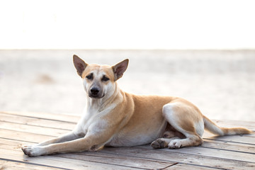 Dog is sitting on plank wood at sea beach