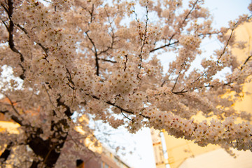 桜