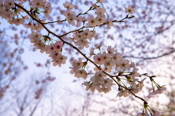 桜