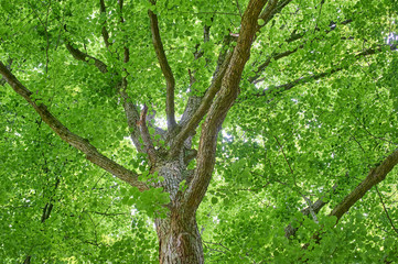 Baum mit grünen Blättern
