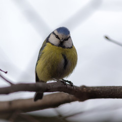 Fototapeta premium bluetit on a tree