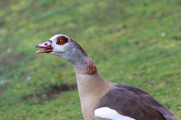 Nilgans schimpft laut am Morgen und markiert ihr Revier