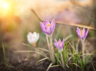 crocus in spring