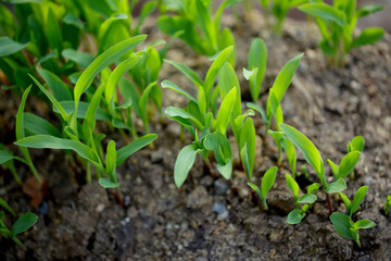 green corn sprouts