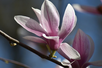 Magnolienbl&uuml;te (Magnolia)