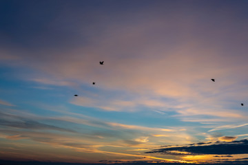 sunrise with birds in the sky