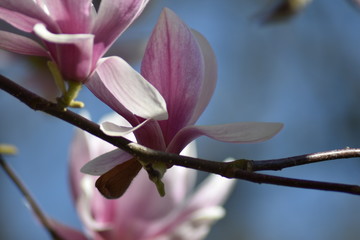 Fototapeta premium Magnolienblüte (Magnolia)