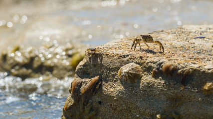 A young crab in a natural environment on the seashore.