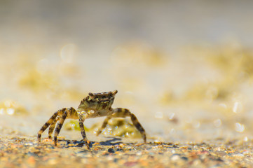 A young crab in a natural environment on the seashore.