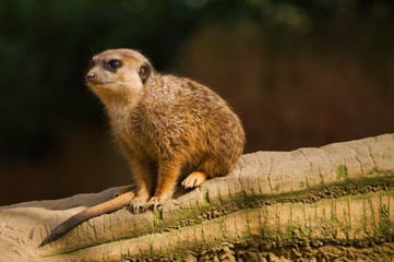 Erdmännchen