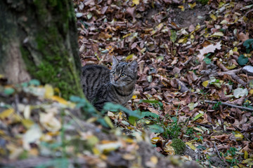 curious cat hiding in the forest