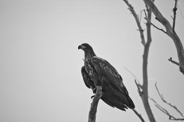 White-tailed eagle. Volga Delta. Astrakhan region.Wildlife Russia. Black and white photo.