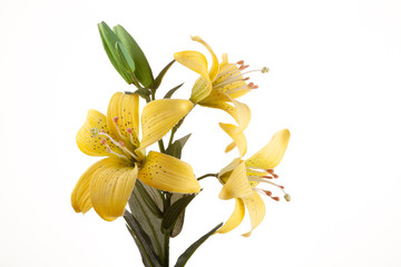  Beautiful yellow lily flower on a white background.