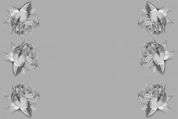 Art photo rose petals isolated on the Gray background. Closeup. For design, texture, background. Nature. Black and white photo.
