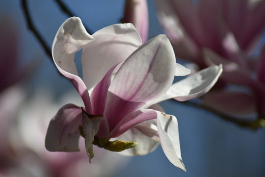 Magnolienbl&uuml;te (Magnolia)