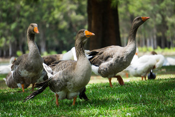 gooses on green grass