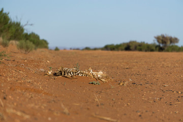 bones on the road in desert