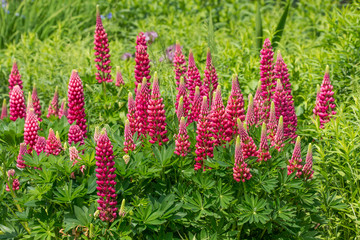 Lupin (gallery red) in full flower.  Taken in Cardiff, South Wales, UK