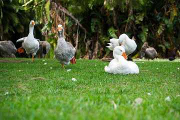 gooses on green grass