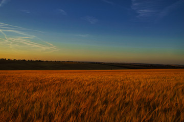 Obraz premium Kornfeld im Anbendrot