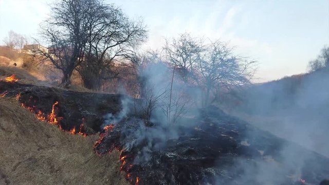 Fire in field. Burning dry grass after winter
