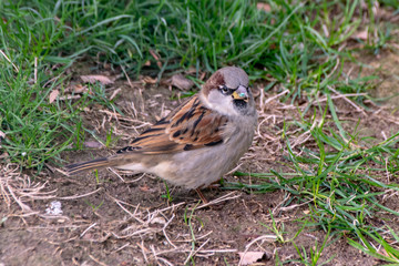 Wild sparrow with green glitter on beak in Paris, France