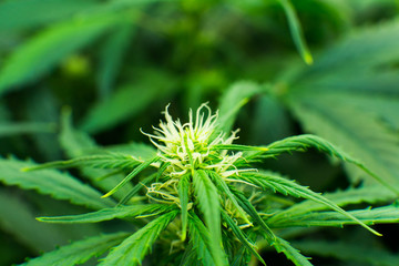 Cannabis at the beginning of flowering. Green background of leaves. Legal Marijuana cultivation in...