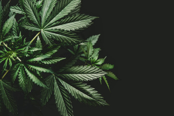background green on black background, marijuana vegetation plants, Growing cannabis indica, hemp CBD, cultivation cannabis, marijuana leaves, light leaks color tones top view © TaylerDerden
